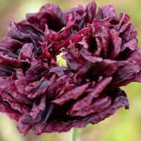 Black Peony Poppy Papaver Paeoniflorum Premium Seed Packet - Thumbnail 1