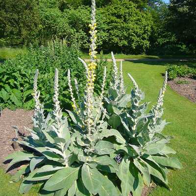 Denseflower yellow mullein verbascum densiflorum medicinal tea herb premium seed packet