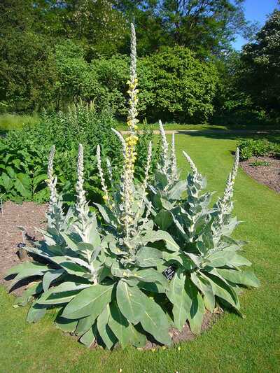 Denseflower Yellow Mullein Verbascum densiflorum Medicinal Tea Herb Premium Seed Packet