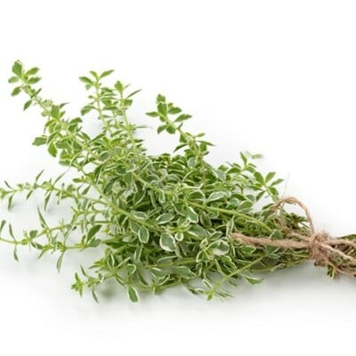 Orange thyme orangelo thymus frangrantissismus herb premium seeds for planting packet