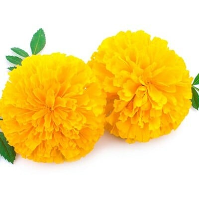 Garuda yellow marigold cut flower seeds for planting packet