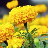 Garuda Yellow Marigold Cut Flower Seeds for Planting Packet - Thumbnail 1