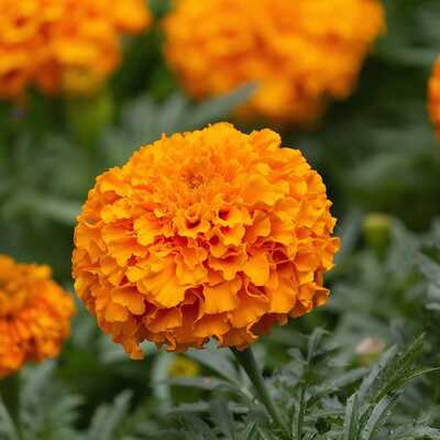 Xochi marigold dia de los muertos orange cut flower seed packet for planting