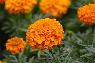 Xochi Marigold Dia de los Muertos Orange Cut Flower Seed Packet for Planting