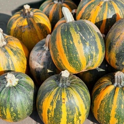 Kakai pumpkin hulless seeds for planting packet