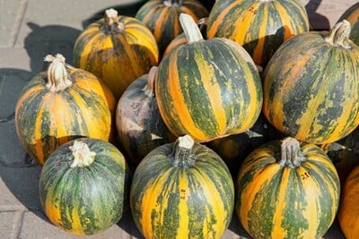 Kakai Pumpkin Hulless Seeds for Planting Packet