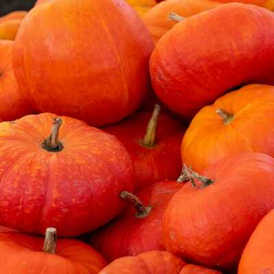 Rouge vif d'etampes cinderella fairytale french heirloom pumpkin premium seed packet