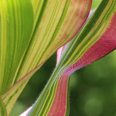 Japonica striped cut flower arrangement ornamental corn 20 seeds for planting packet