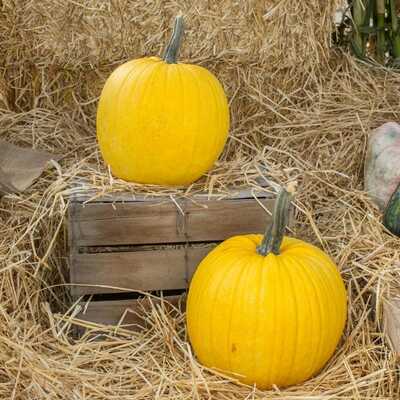 Mellow yellow jack o lantern pumpkin premium seed packet