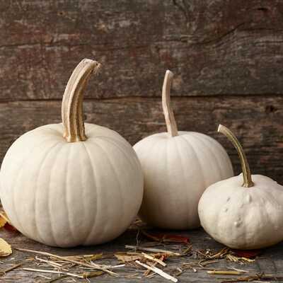 White moonshine jack o lantern pumpkin premium seed packet