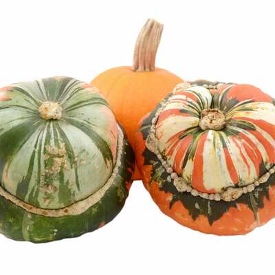 Turks turban squash pumpkin premium seed packet