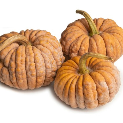 Black futsu japanese heirloom winter squash pumpkin premium seed packet