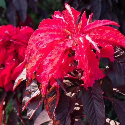 Early splendor joseph's coat amaranthus amaranth summer poinsettia premium seed packet
