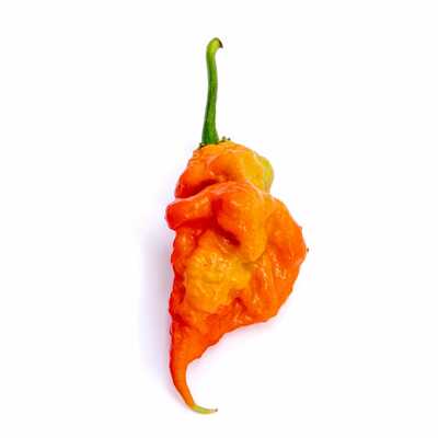 T rex t-rex red (douglah 7 pot and bhutlah hybrid) ultra hot pepper premium seeds for planting