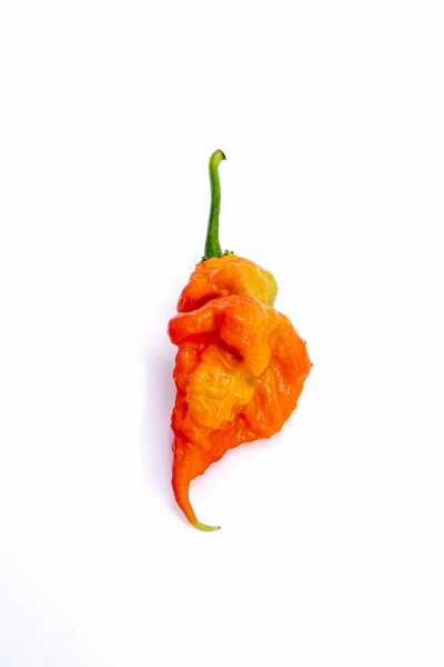 T Rex T-Rex Red (Douglah 7 Pot and Bhutlah Hybrid) Ultra Hot Pepper Premium Seeds for Planting