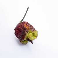 Purple Gator Jigsaw Ultra Hot Pepper Premium Seed Packet - Thumbnail 1