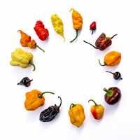 T Rex T-Rex Red (Douglah 7 Pot and Bhutlah Hybrid) Ultra Hot Pepper Premium Seeds for Planting - Thumbnail 1
