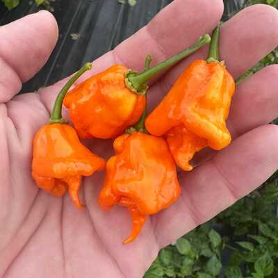 California reaper pepper premium seed packet