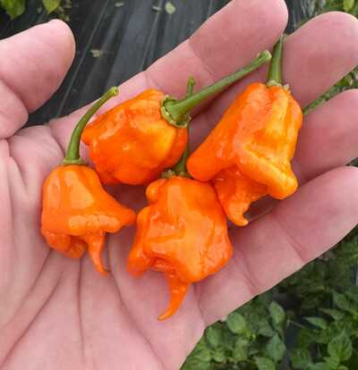 California Reaper Pepper Premium Seed Packet