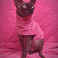 Pinky - Stretch Corduroy  - Thumbnail 1