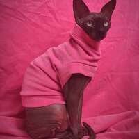 Pinky - Stretch Corduroy  - Thumbnail 2