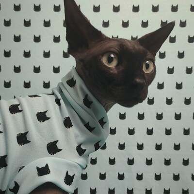 Pussies at tiffany's 