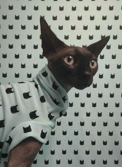 Pussies At Tiffany's 