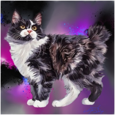 American Bobtail Art Print