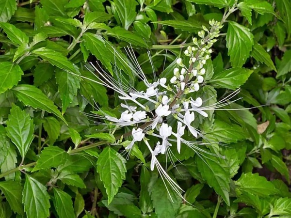 Daun Kumis Kucing (Orthosiphon aristatus Leaf)