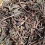 Daun Kumis Kucing (Orthosiphon aristatus Leaf)-2