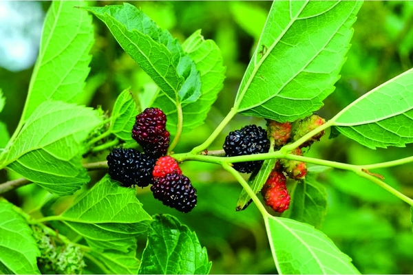 Daun Murbei (Morus) Mulberry Dried Leaf