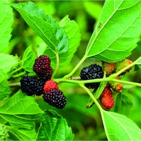  Daun Murbei (Morus) Mulberry Dried Leaf