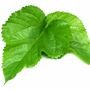  Daun Murbei (Morus) Mulberry Dried Leaf-1