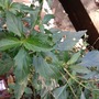 Daun Kumis Kucing (Orthosiphon aristatus Leaf)-1