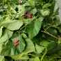  Daun Murbei (Morus) Mulberry Dried Leaf-2