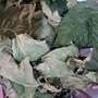  Daun Murbei (Morus) Mulberry Dried Leaf-3