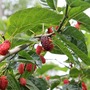  Daun Murbei (Morus) Mulberry Dried Leaf-4