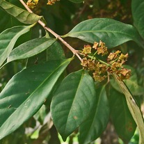 Daun Salam Kering - (Syzygium Polyanthum Leaf Dried)