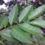 Daun Salam Kering - (Syzygium Polyanthum Leaf Dried)-1