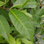 Daun Salam Kering - (Syzygium Polyanthum Leaf Dried)-2