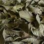 Daun Salam Kering - (Syzygium Polyanthum Leaf Dried)-3