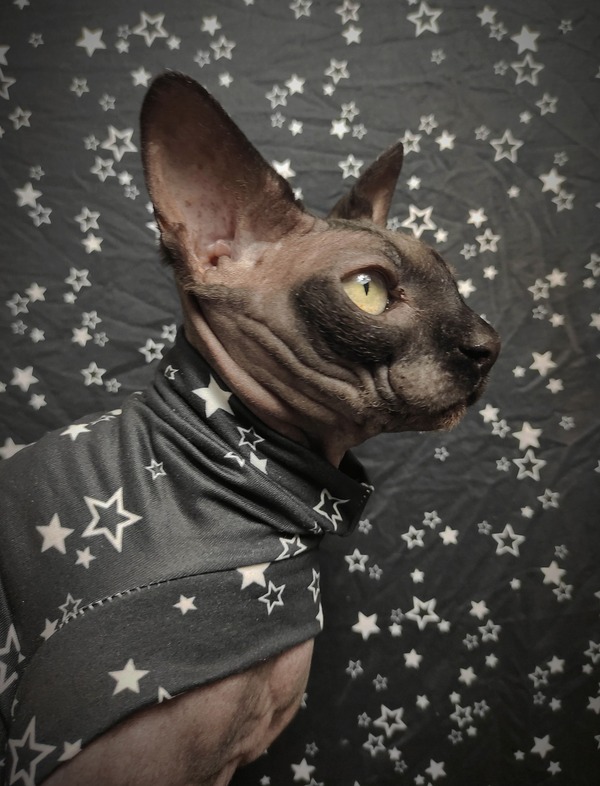Seeing Stars - Sleepwear