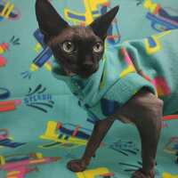 Pew Pew Pew - Luxe Fleece - Thumbnail 1