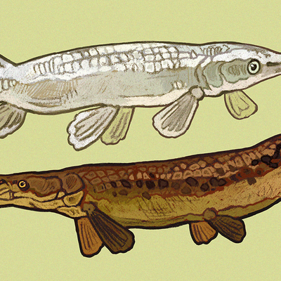 Alligator gar stickers - Thumbnail 1