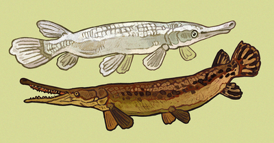 alligator gar stickers