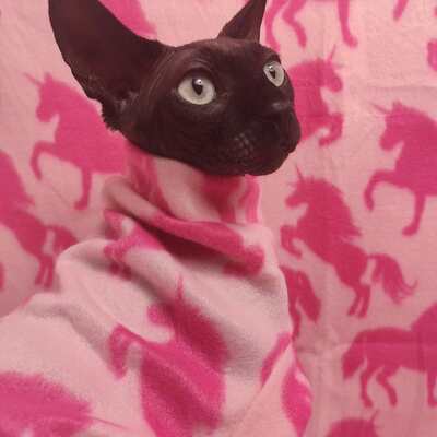 Be the unicorn ( pink) - lightweight fleece