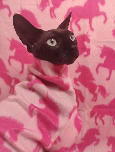 Be The Unicorn ( Pink) - Lightweight Fleece