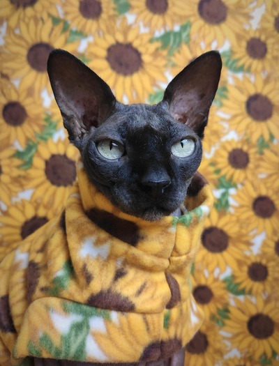 Sunflower - Luxe Fleece