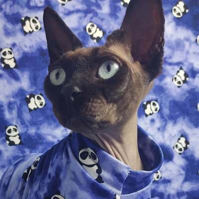 Panda monium - sleepwear