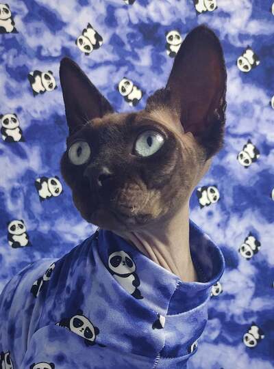 Panda Monium - Sleepwear